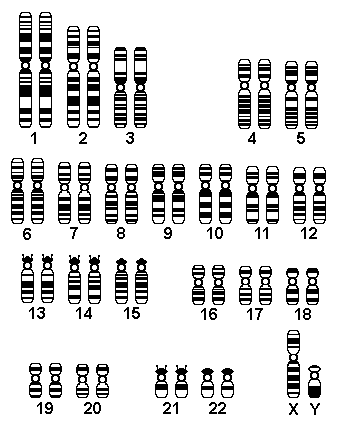 Genetics