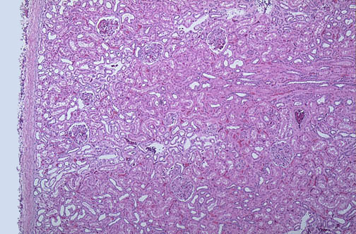 Normal Histology