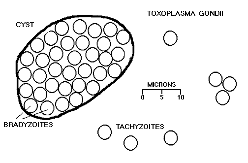 toxoplasmosis gondii cysts