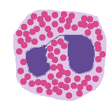 WBC Morphology