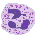 WBC Morphology