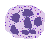 WBC Morphology