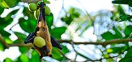 Research at TAU: Female fruit bats mate with males who provide them with food